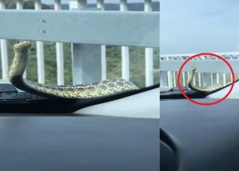 Bursa’da otomobildeki yılan bulunamıyor