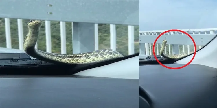 Bursa’da otomobildeki yılan bulunamıyor