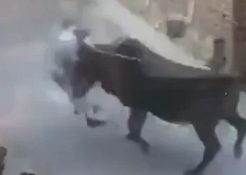 Sopayla vurduğu boğa intikamını böyle aldı