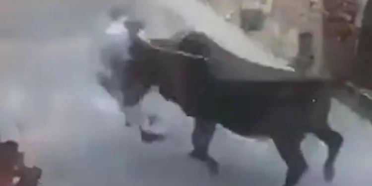 Sopayla vurduğu boğa intikamını böyle aldı