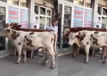 Sahipsiz danalar veteriner kliniğinin kapısına dayandı