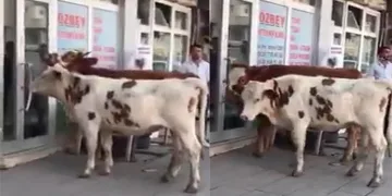 Sahipsiz danalar veteriner kliniğinin kapısına dayandı