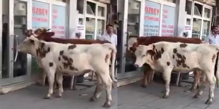 Sahipsiz danalar veteriner kliniğinin kapısına dayandı