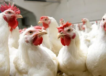 Hollanda’da kuş gribi paniği!