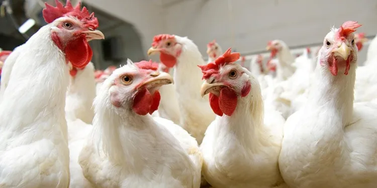Hollanda’da kuş gribi paniği!