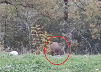 Bursa’da aç kalan domuzlar yerleşim yerine indi