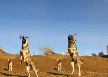 Havada yakalayıp böyle parçaladı