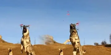 Havada yakalayıp böyle parçaladı