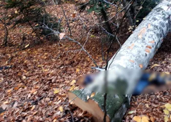 Bolu’da kestiği ağacın altında kalan orman işçisi öldü