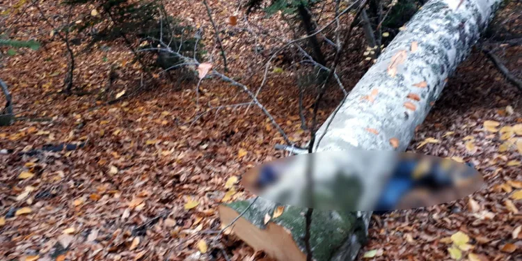 Bolu’da kestiği ağacın altında kalan orman işçisi öldü