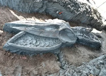 5 bin yıllık balina kalıntıları bulundu