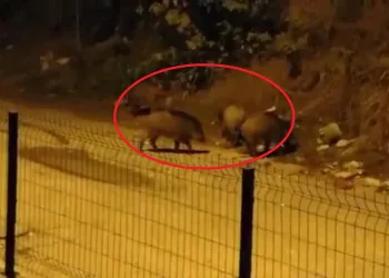 Bursa Mudanya’da domuz sürüsü tedirginliği