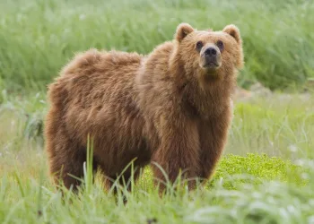 Alaska’da yolcu uçağı boz ayıya çarptı