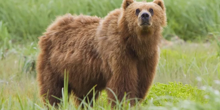Alaska’da yolcu uçağı boz ayıya çarptı