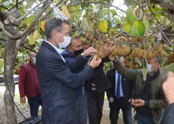 Bursa Orhangazi’de kivi hasadı başladı