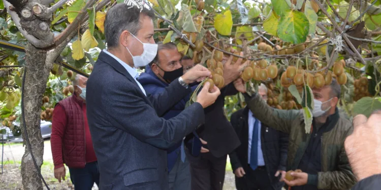 Bursa Orhangazi’de kivi hasadı başladı
