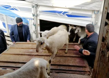 Kütahya’da yangında 70 koyunu telef olan üreticiye Bursa’da destek