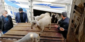 Kütahya’da yangında 70 koyunu telef olan üreticiye Bursa’da destek