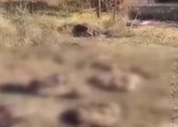 Kelbecer’den ayrılan Ermeniler hayvanları telef etti
