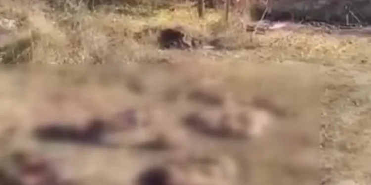 Kelbecer’den ayrılan Ermeniler hayvanları telef etti