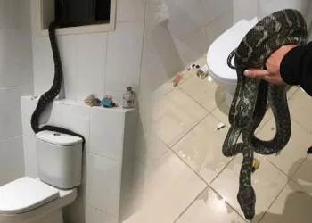 Avustralya’da banyoya giren dev piton ortalığı birbirine kattı