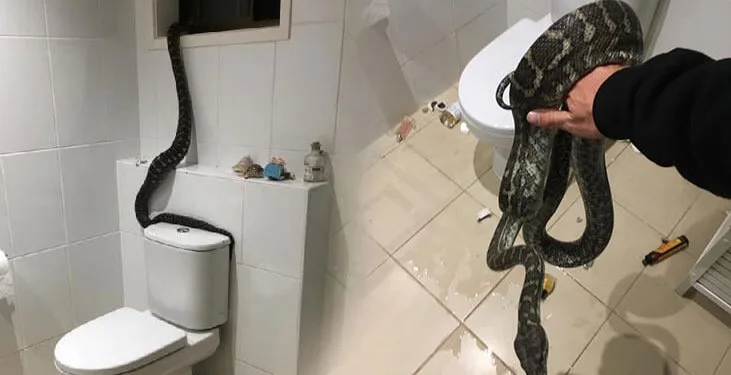 Avustralya’da banyoya giren dev piton ortalığı birbirine kattı