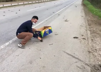 Onlarcası karayoluna saçıldı, soruşturma başlatıldı