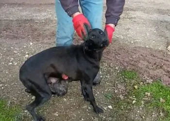 Köpeğe tecavüz iddiası! Jandarma soruşturma başlattı