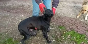 Köpeğe tecavüz iddiası! Jandarma soruşturma başlattı