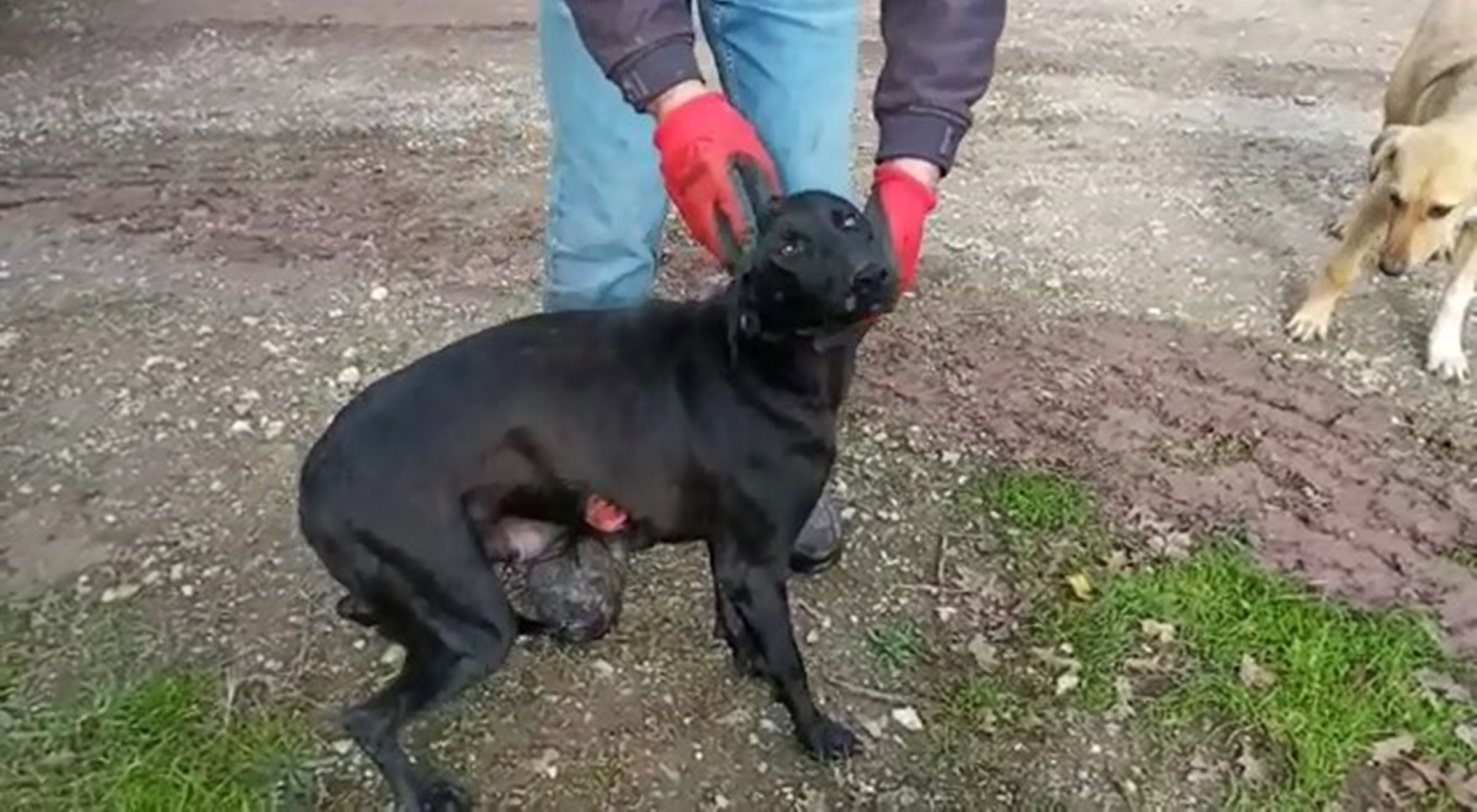 Köpeğe tecavüz iddiası! Jandarma soruşturma başlattı