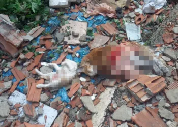 7 kedi vahşice öldürülmüş halde bulundu