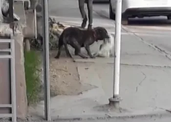 Bursa’da başıboş pitbull cinsi köpek dehşet saçtı