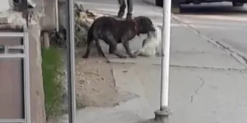 Bursa’da başıboş pitbull cinsi köpek dehşet saçtı