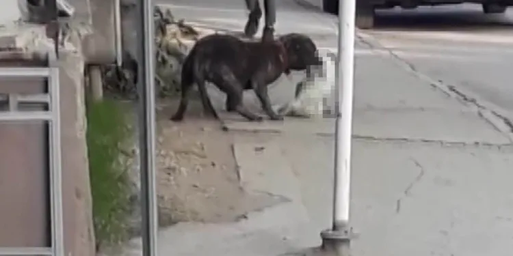 Bursa’da başıboş pitbull cinsi köpek dehşet saçtı