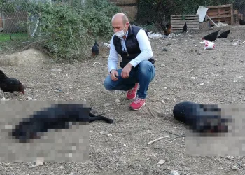 Bursa’da çiftlikte komşu vahşeti: “Baltayla öldürdüm”