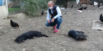 Bursa’da çiftlikte komşu vahşeti: “Baltayla öldürdüm”