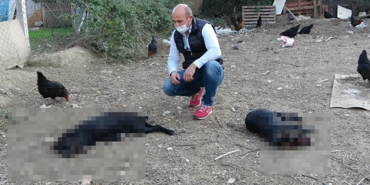 Bursa’da çiftlikte komşu vahşeti: “Baltayla öldürdüm”