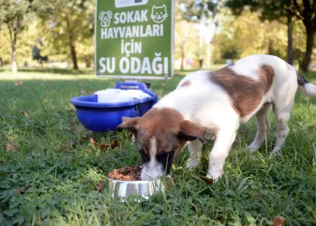 Osmangazi’de can dostlar güvenli ellerde