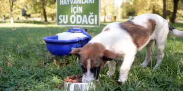 Osmangazi’de can dostlar güvenli ellerde