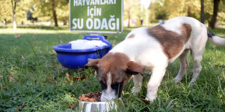Osmangazi’de can dostlar güvenli ellerde