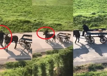 Bursa’da yorulan atı kırbaçla dövdü