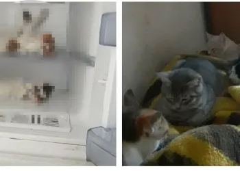 Bursa’da kedileri buzdolabında sakladığını söyledi