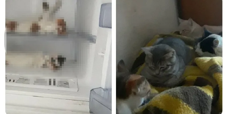 Bursa’da kedileri buzdolabında sakladığını söyledi