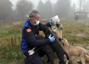 Osmangazi’de can dostlara mama desteği