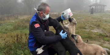 Osmangazi’de can dostlara mama desteği