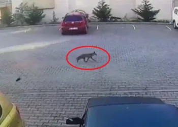 Site bahçesine gelen tilkiyi besledi