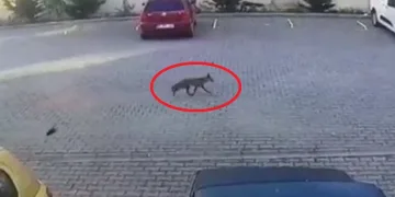 Site bahçesine gelen tilkiyi besledi