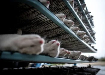 Mutasyona uğrayan virüs 220 kişiye bulaştı