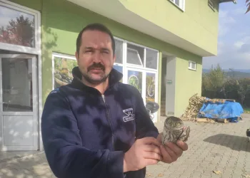 Bursa’da dükkanına giren baykuşu besleyip doğaya saldı