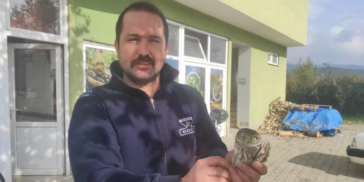 Bursa’da dükkanına giren baykuşu besleyip doğaya saldı